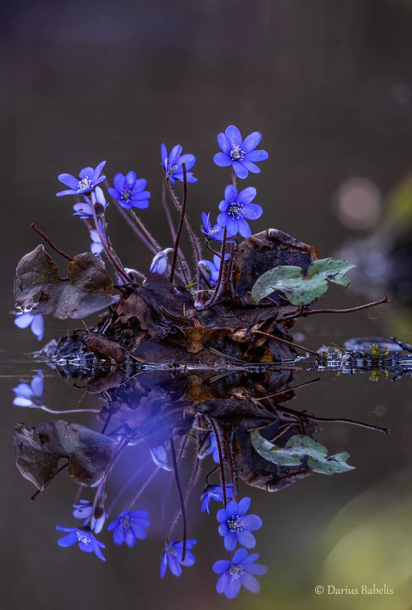 “VAIKSE NÄDALA liturgia on kristliku aasta süda ning see algab Palmipuudepühaga. See on aeg, mil Kirik peatub, et mõtiskleda elu suurima saladuse üle, et kuidas